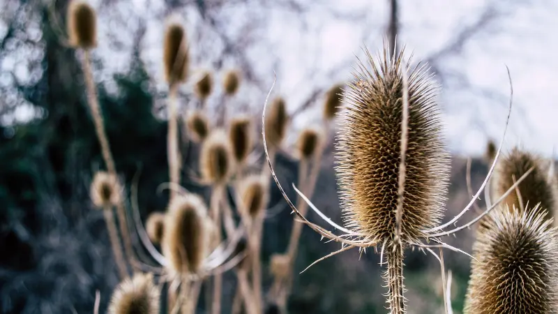 Multiple dried Dipsacus (Teasel) flower seed heads in a field at dusk.
