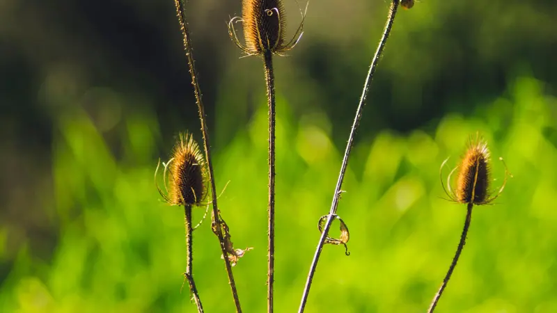 Dried Dipsacus (Teasel) flower seed heads on tall stems against a soft green blur.