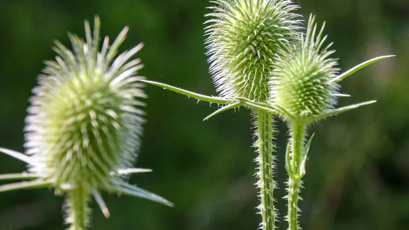 Three green spiky Dipsacus (Teasel) flower heads against a dark background.
