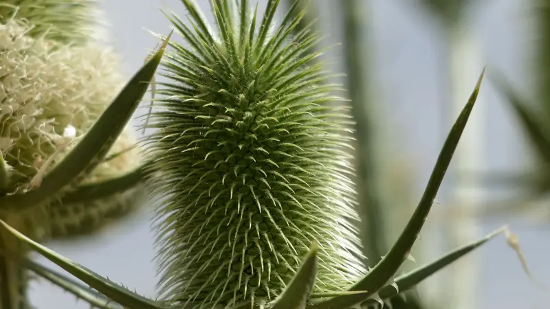 A green Dipsacus (Teasel) flower seed head in close-up with pointed leaf bracts.