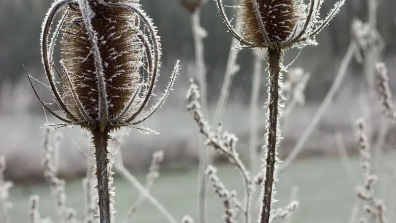 Frosted Dipsacus (Teasel) flower seed heads covered in white ice crystals.