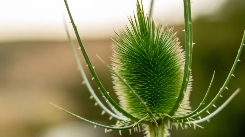 A green spiky Dipsacus (Teasel) flower bud with curved leaves.