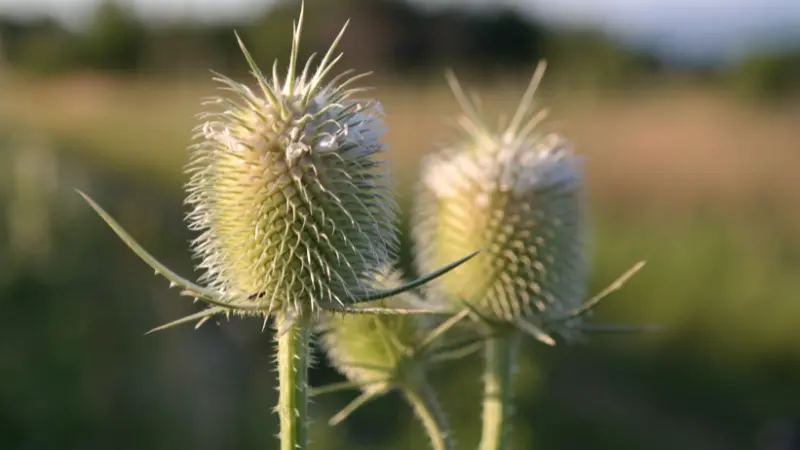 Two pale Dipsacus (Teasel) flower seed heads glowing in golden sunset light.
