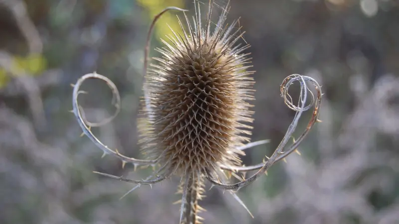 A dried brown Dipsacus (Teasel) flower seed head with curled spiny bracts.