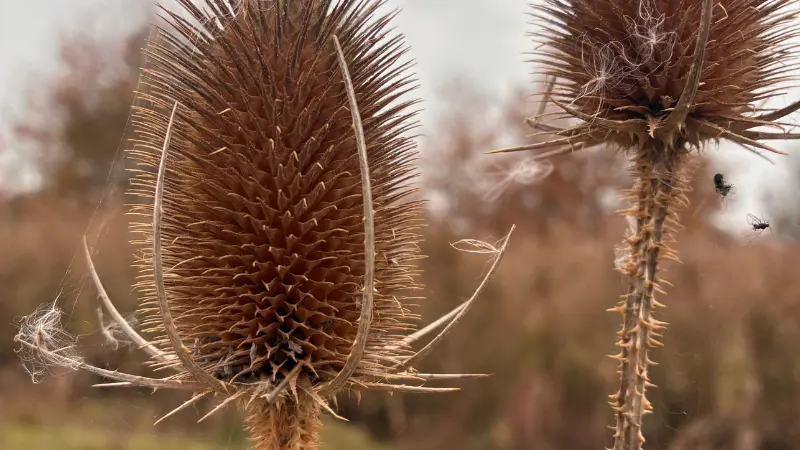 Brown Dipsacus (Teasel) flower seed heads with visible spikes in a field.