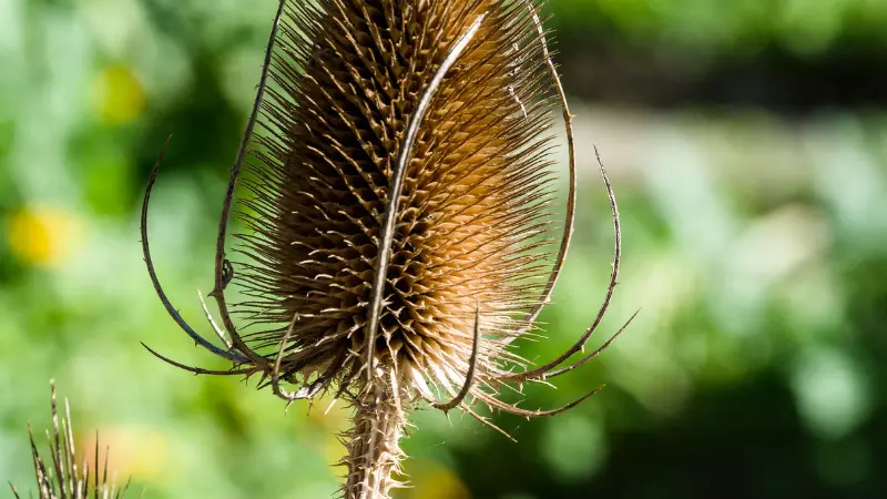 A sunlit Dipsacus (Teasel) flower seed head with glowing spines against a green background.