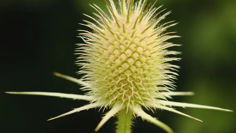 A detailed close-up of green Dipsacus (Teasel) flower head spines against a dark background.