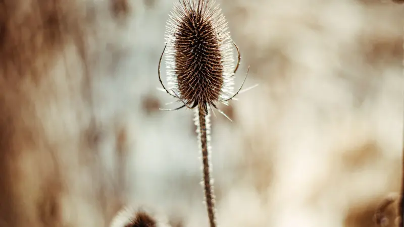 A single dried Dipsacus (Teasel) flower seed head on a tall stem in a field.
