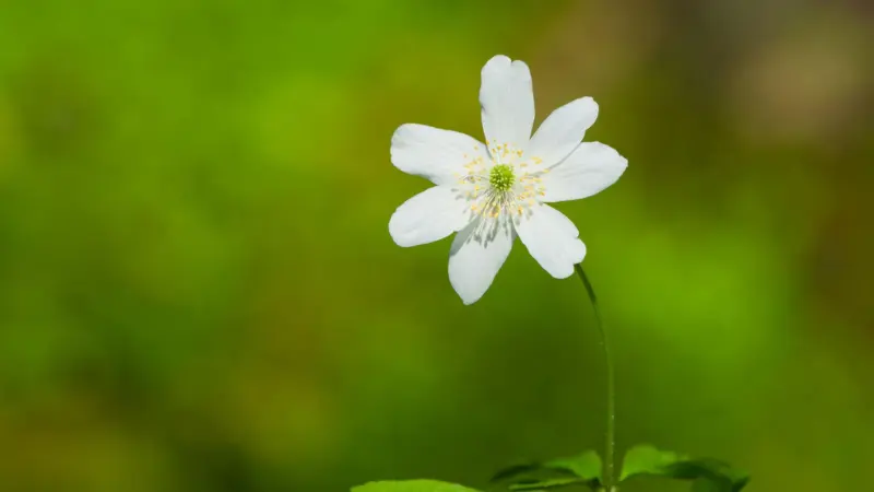 White thimbleweed flower with yellow center against blurred green background