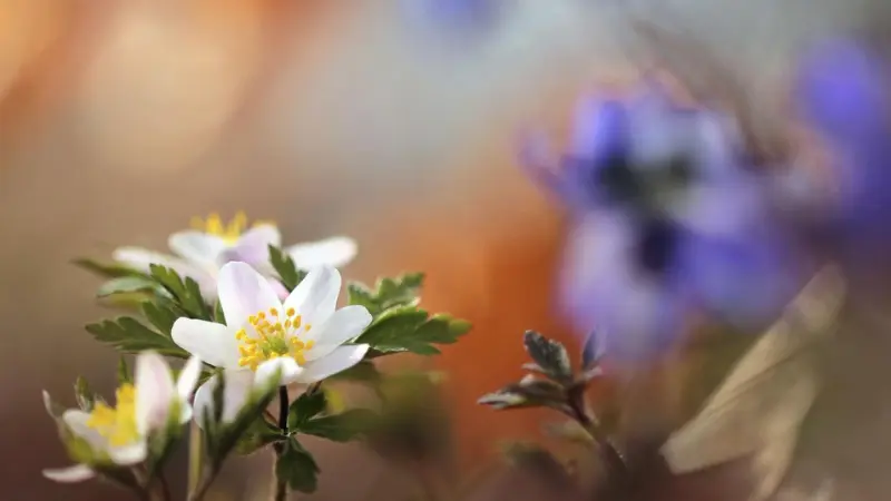 White thimbleweed flowers in foreground with blurred blue flowers behind