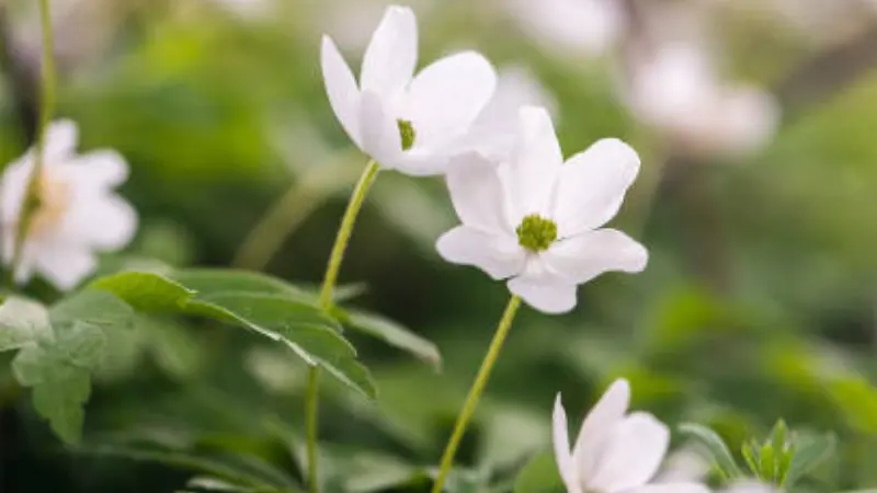 Three white thimbleweed flowers with green centers on tall stems