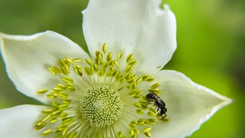 Extreme close-up of white thimbleweed flower center with pollen and a small insect