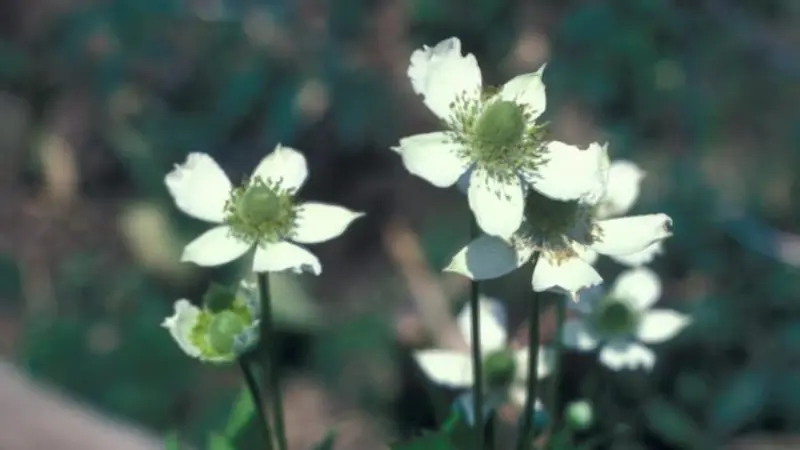 White thimbleweed flowers with green centers in muted vintage tones