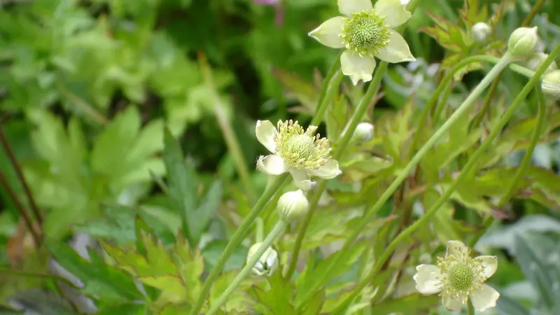 Pale white thimbleweed flowers and unopened buds surrounded by green leaves