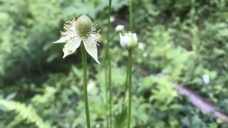 Thimbleweed flower with wilting petals and cylindrical green seed head