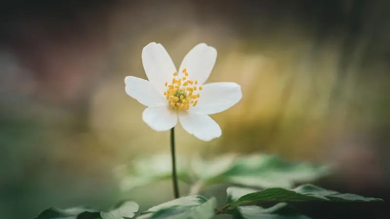 White thimbleweed flower with yellow stamens lit by warm golden backlight