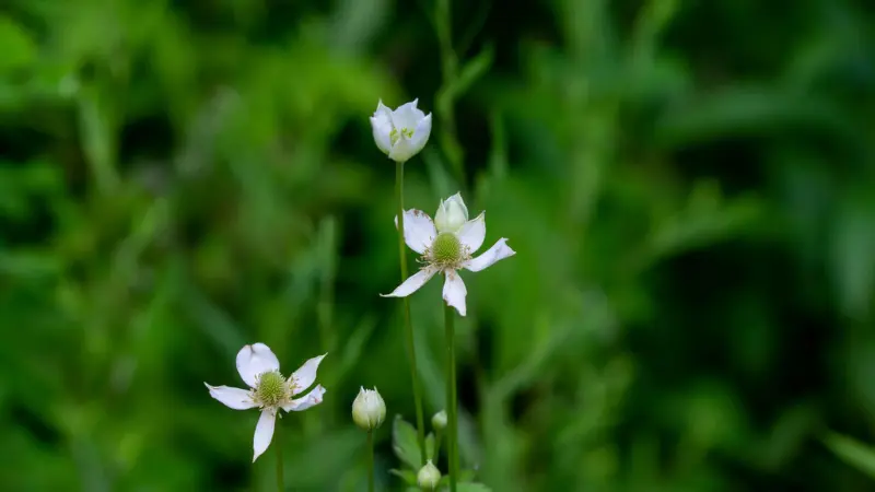 Cluster of white thimbleweed flowers with greenish domed centers on tall stems