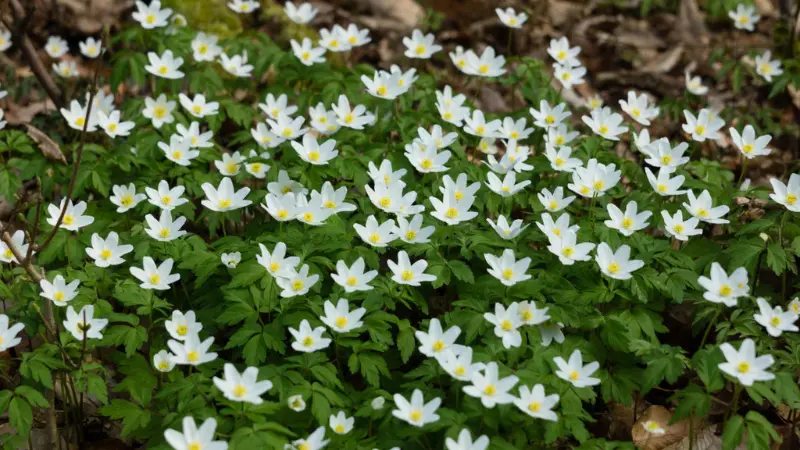 Dense patch of white thimbleweed flowers covering the forest floor
