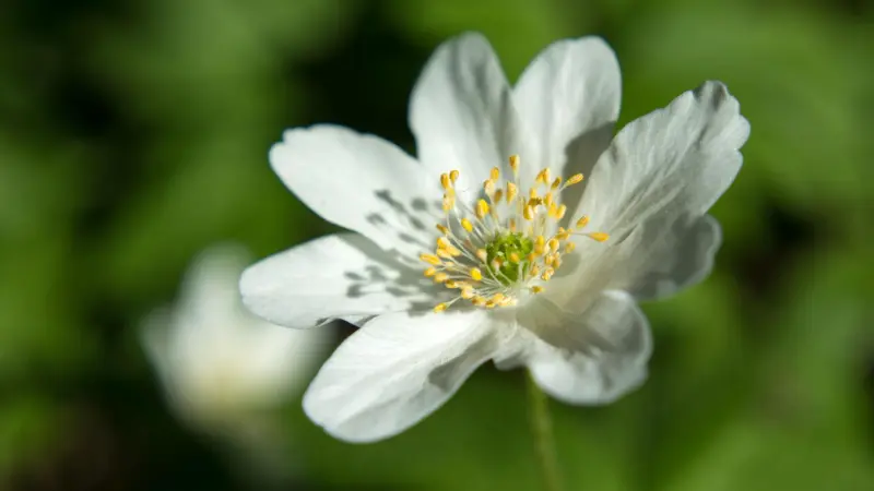 Macro shot of white thimbleweed flower showing detailed yellow stamens