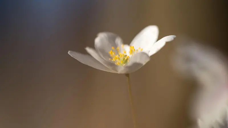 White thimbleweed flower in profile with soft blurred neutral background