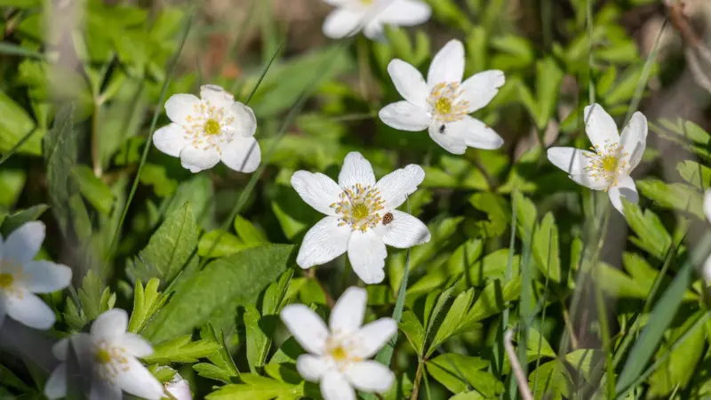 Group of white thimbleweed flowers growing among green grass and leaves