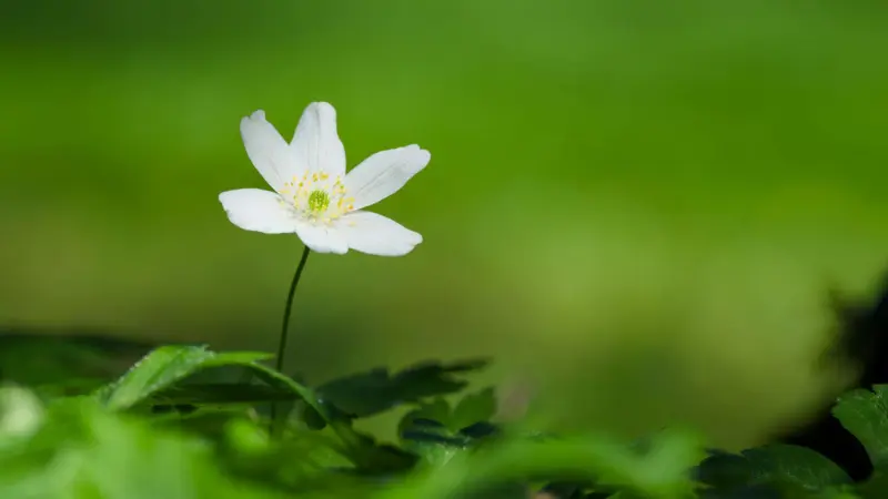 White thimbleweed flower on tall stem rising above green leaves