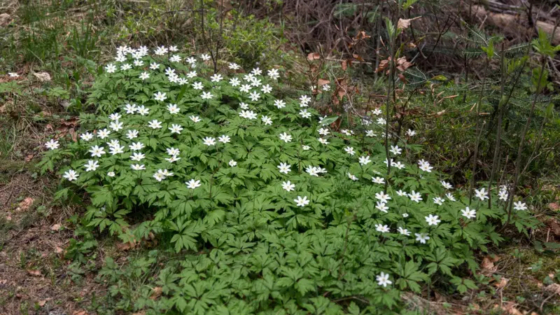 Large natural patch of white thimbleweed flowers growing in a woodland clearing