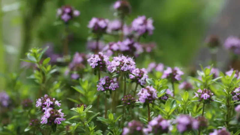 Single White Thymus (Thyme) Flower with a Yellow Center on a Green Blur