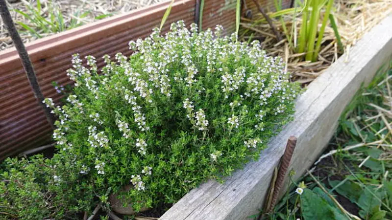 White Thymus (Thyme) Flower with Blurred Blue Flowers Behind