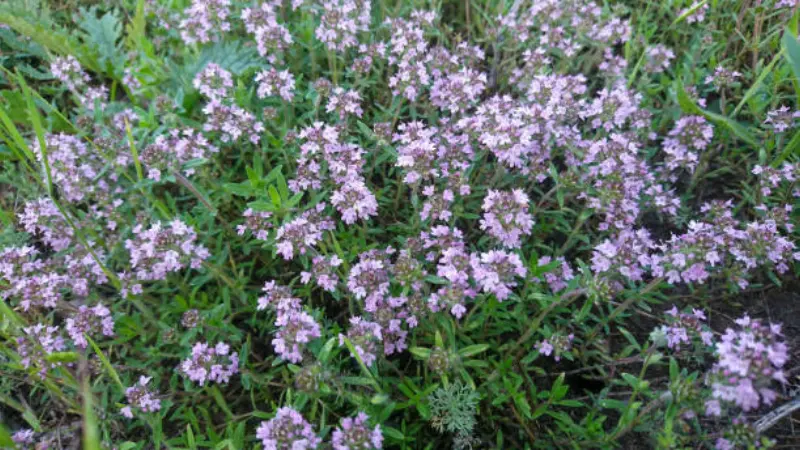 Two White Thymus (Thyme) Flowers on Stems in a Green Garden