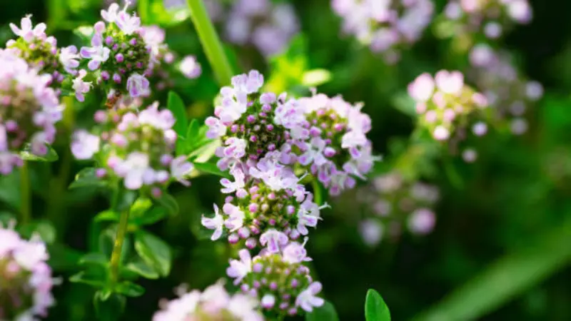 Close-Up of a Thymus (Thyme) Flower Center with a Small Insect