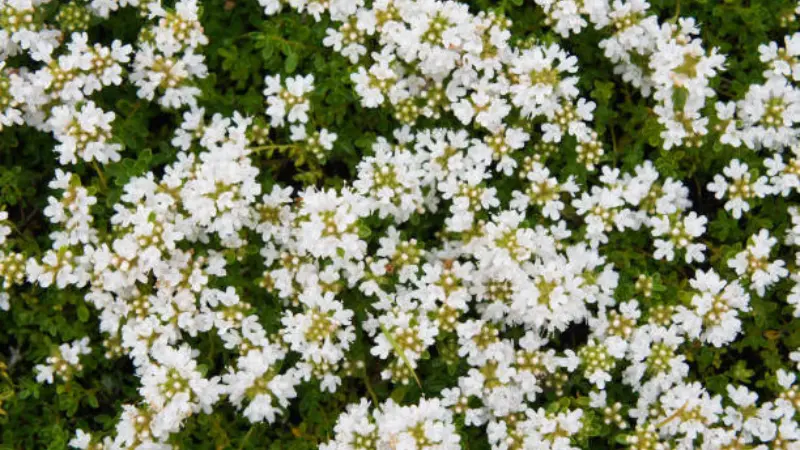 White Thymus (Thyme) Flowers with Green Centers in Soft Light