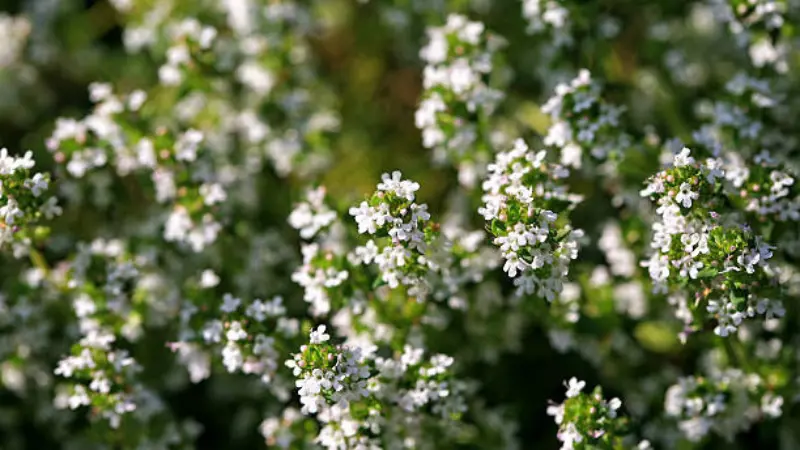 Faded Thymus (Thyme) Flower with a Green Seed Head and Bud