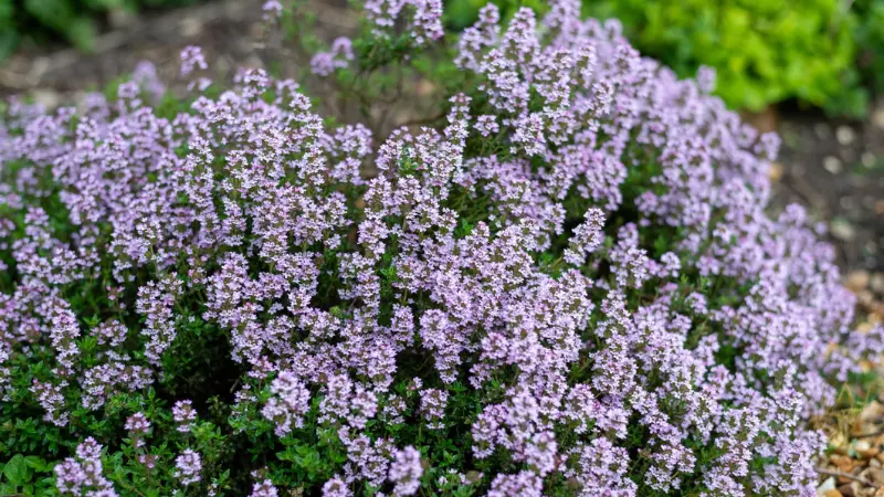 White Thymus (Thyme) Flower with Yellow Stamens in Warm Light