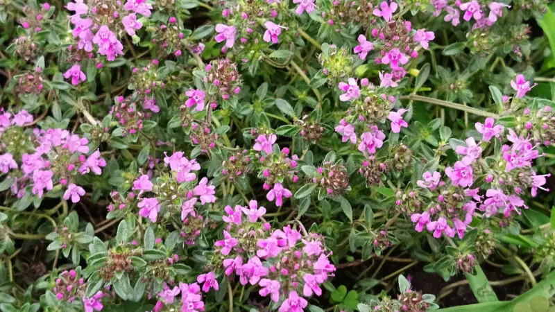 Three White Thymus (Thyme) Flowers on Stems in a Green Meadow