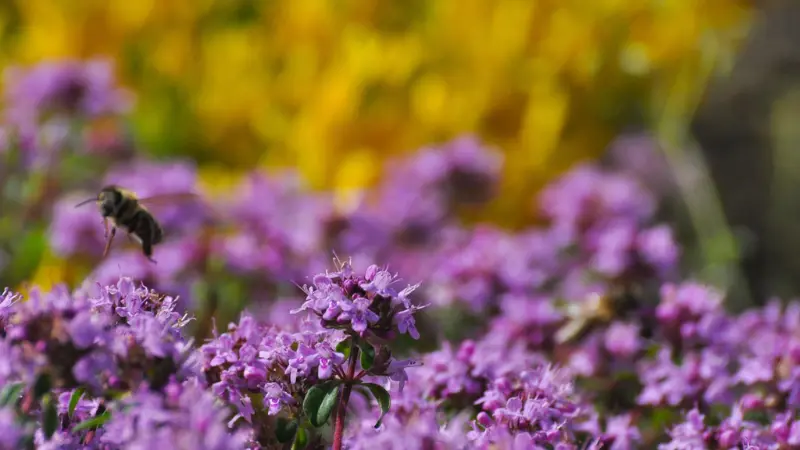 Field of White Thymus (Thyme) Flowers Covering the Ground
