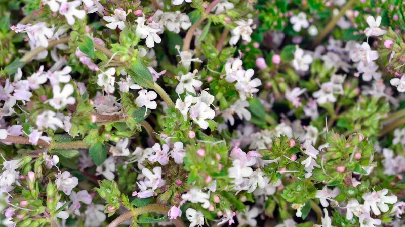 Close-Up of a White Thymus (Thyme) Flower Showing Detailed Yellow Stamens