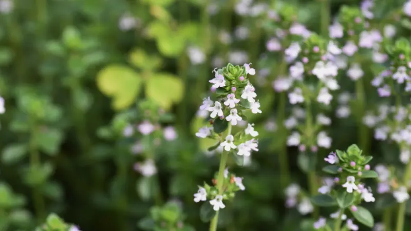 Sunlit White Thymus (Thyme) Flower with a Blurred Background