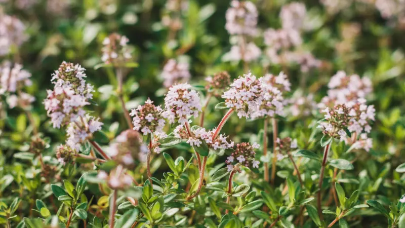 Multiple White Thymus (Thyme) Flowers Among Green Grass