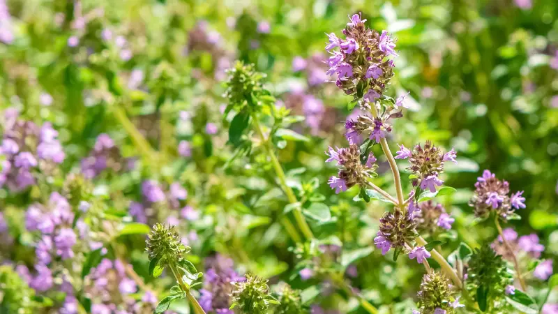White Thymus (Thyme) Flower on a Stem Against a Vivid Green Backdrop
