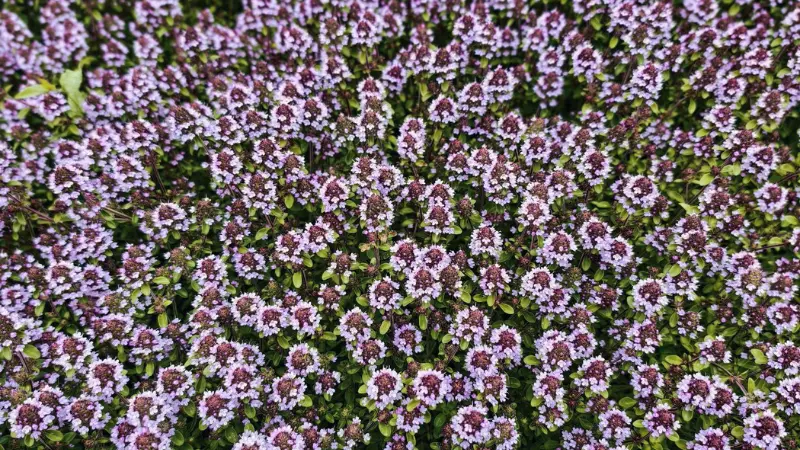 Cluster of White Thymus (Thyme) Flowers Growing on the Ground