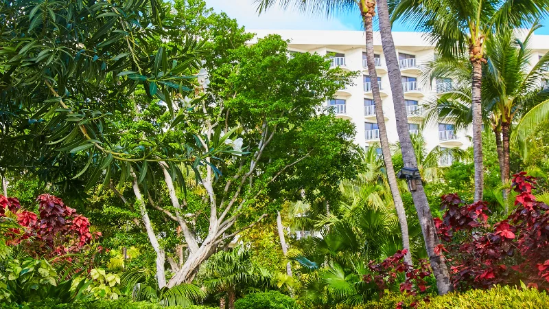 Tropical garden with exotic blooming flowers