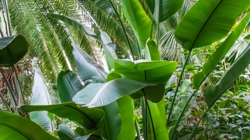 Pathway through a tropical garden