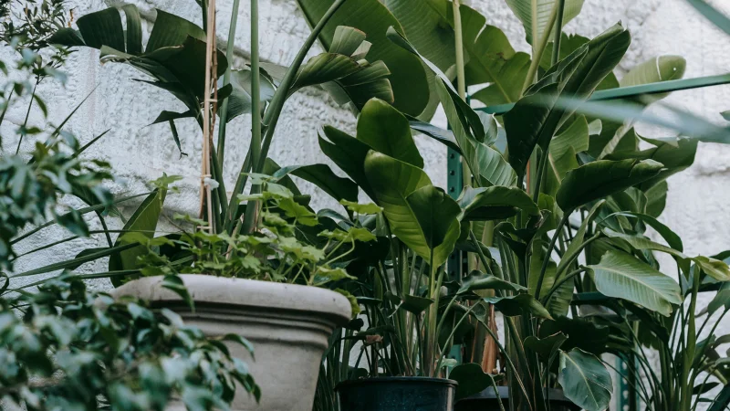 Backyard tropical garden with greenery