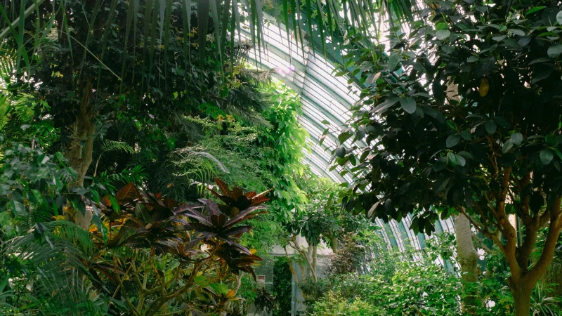 Exotic tropical garden with dense greenery