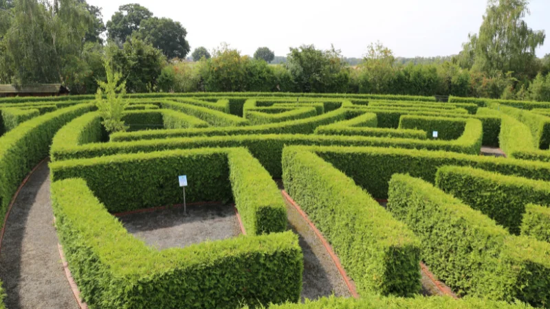 Large turf maze with detailed hedge patterns