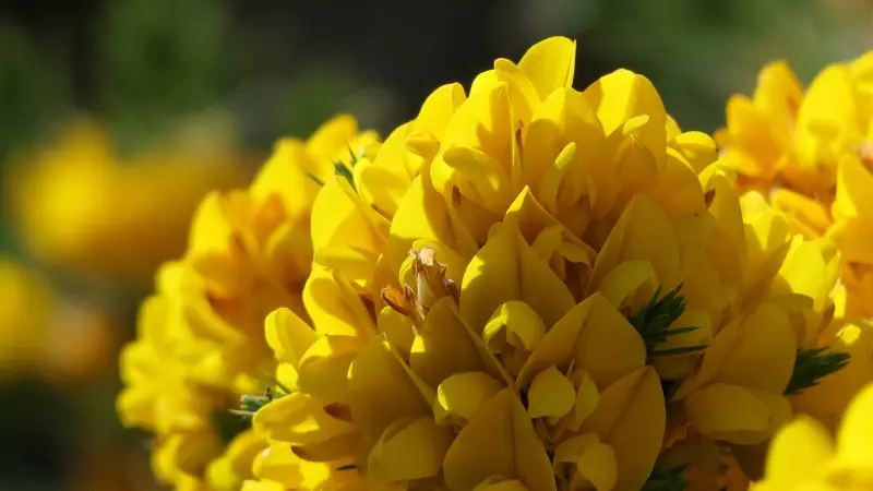 Dense cluster of vivid yellow Gorse flowers in close-up