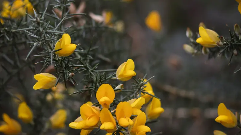 Yellow Gorse blooms scattered on dark spiny gorse bush
