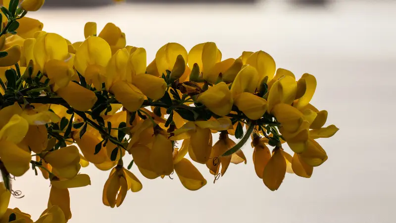 Yellow flowering Gorse branch cascading against pale blurred background