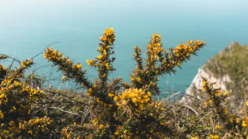 Yellow Gorse flowers on clifftop with ocean view in background